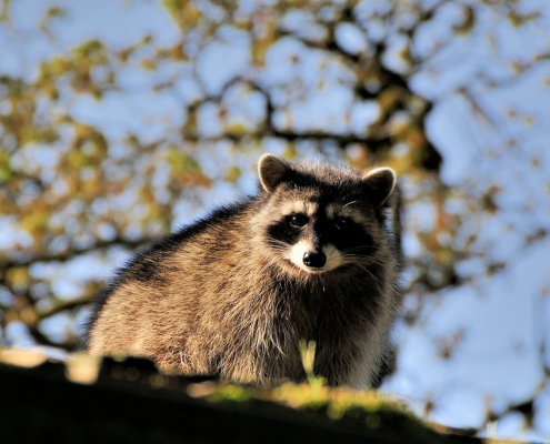 Racoon on a roof